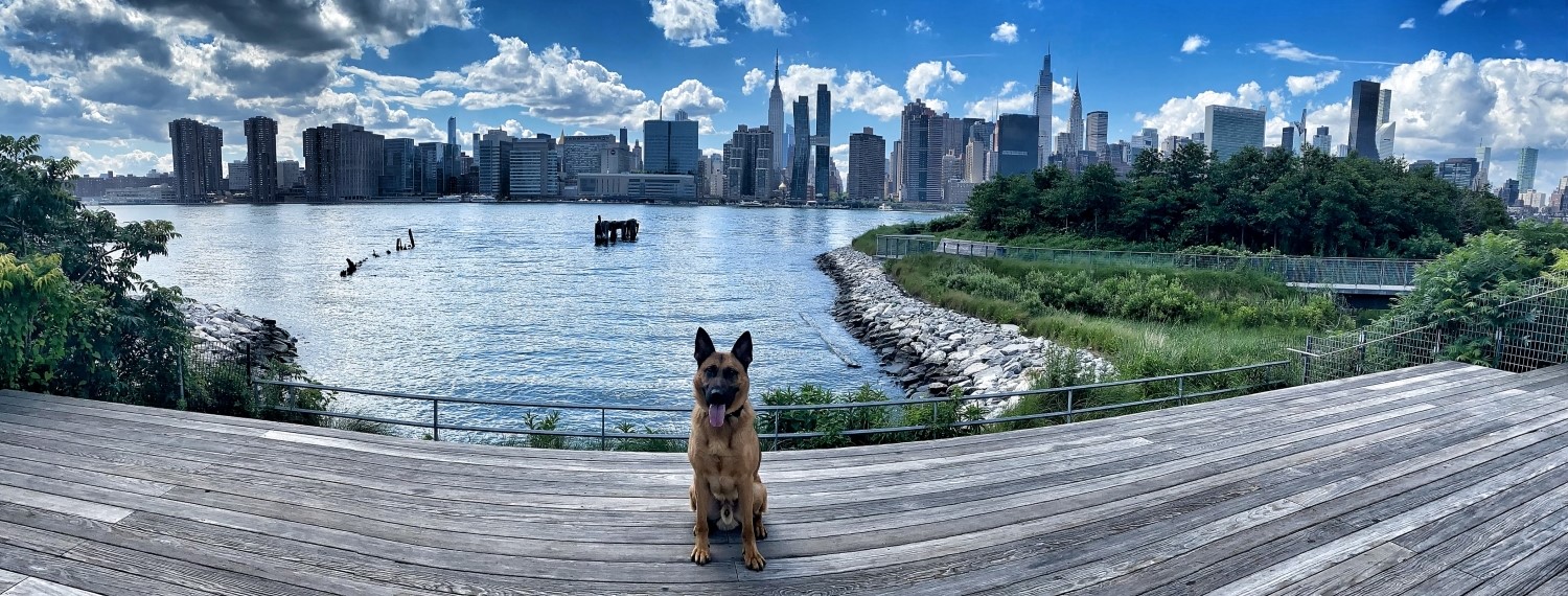 NYC's finest and furriest have their day in Police Foundation 2023